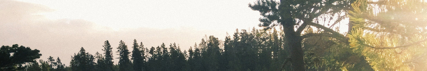A sunlit forest scene with tall evergreen trees and golden rays filtering through the branches, capturing the calm, natural ambiance of the outdoors.