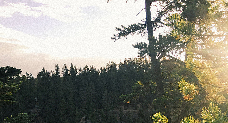 A sunlit forest scene with tall evergreen trees and golden rays filtering through the branches, capturing the calm, natural ambiance of the outdoors.