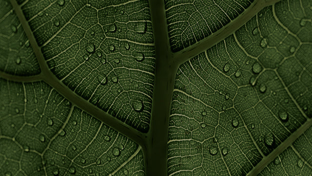 Close-up of a leaf with water droplets on its surface