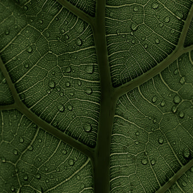 Close-up of a green leaf with water droplets