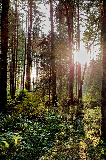 A lush forest with sunlight streaming through tall trees, creating a bright, adventurous atmosphere.