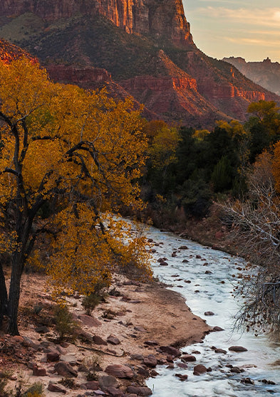 Sunset view of Zion National Park showing a winding river surrounded by red rock cliffs and autumn trees with golden leaves.